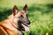 Malinois Dog Sit Outdoors In Green Grass