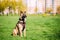 Malinois Dog Sit Outdoors In Green Grass