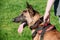 Malinois Dog Sit Outdoors In Green Grass