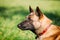 Malinois Dog Sit Outdoors In Green Grass