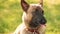 Malinois Dog Sit Outdoors In Green Spring Grass And Resting Breathing Training. Well-raised And Trained Belgian Malinois