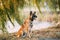 Malinois Dog Sitting Near Lake Under Tree Branches. Belgian Sheepdog Are Active, Intelligent, Friendly, Protective