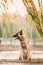 Malinois Dog Sitting Near Lake Under Tree Branches. Belgian Sheepdog Are Active, Intelligent, Friendly, Protective