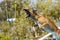 Malinois dog about to grab a bumper at a dock diving event