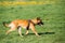 Malinois Dog Walking Outdoors In Green Summer Grass At Training