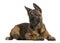 Malinois puppy, 13 weeks old, lying against white background