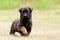 Malinois Puppy