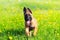 Malinois Puppy Dog 4 months old Belgian sheepdog