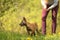 Malinois puppy dog on a green meadow with dandelions in the season spring  with his female owner. Puppy 12 weeks old