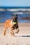 Malinois puppy playing on the beach