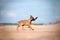 Malinois puppy playing on the beach