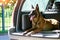 The malinois shepherd dog is protecting the car.