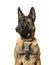 Malinois sitting against white background