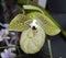 Malipo Paphiopedilum Slipper Orchid