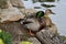 Mallard Anas platyrhynchos, 14.