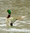 Mallard ( Anas platyrhynchos )