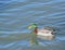 Mallard Anas platyrhynchos is a dabbling duck on Fool Hollow Lake in Show Low, Navajo County, Apache Sitgreaves National Forest,