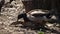 The mallard Anas platyrhynchos is a dabbling duck, mating birds