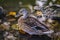 The mallard Anas platyrhynchos dabbling duck waterfowl bird. Closeup of a female mallard duck in a pond or river water in autumn