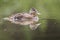 Mallard Anas platyrhynchos, female of beautiful duck swimming in lake, brown fluffy feathers, diffuse green lake level