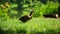 Mallard or Anas platyrhynchos, female bird near pond, Czech Republic