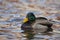 Mallard (Anas platyrhynchos platyrhynchos)