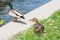 Mallard Anas platyrhynchos in sunny day