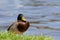 Mallard Anas platyrhynchos in sunny day