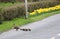 Mallard, anas platyrhynchos, young crossing road