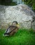 Mallard in Arboretum