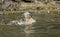 Mallard bathing in the river