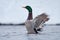 Mallard beats his wings in winter cold water