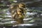 Mallard Chick Pair