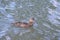 Mallard Chick swimming