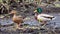 Mallard couple (Anas platyrhynchos) on the shore of a lake