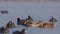 Mallard Couple Among Coots