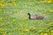 A Mallard couple out for a walk among the flowers