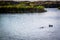 Mallard couple swimming at the lake of Yuma, Arizona