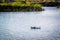 Mallard couple swimming at the lake of Yuma, Arizona