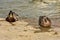 Mallard couple on a Zemun quay