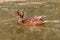 Mallard dabbling duck swimming in lake