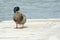 Mallard on Dock