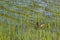 Mallard Drake Amidst Lake Grass