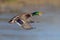 Mallard Drake - Anas platyrhynchos, flying over a wetland.
