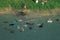 Mallard drake bob wings on river in sunny day and splashing water around. Backlight on feathers. Waterdrops in the air