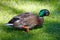 Mallard drake, colorful male duck waddling through summer grass