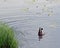 Mallard drake dives in search of food. Summer day at the pond. Moscow