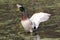 Mallard Drake Drying His Wigs