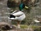 Mallard Drake Duck at a Local Pond