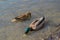 Mallard drake and duck lowered their beaks under water to drink water or eat food while in shallow water